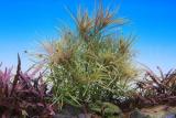 Akváriumi növények - Pogostemon stellatus csillagrotala