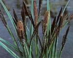 Tavi növények - Carex nigra  fekete sás