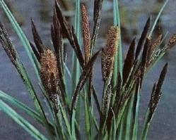 Carex nigra  Schwarz Segge