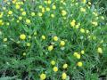 Tavi növények - Cotula coronopifolia  lúgvirág