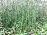 Tavi növények - Equisetum fluviatile  tavi zsurló