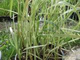 Tavi növények - Glyceria maxima variegata  vízi harmatkása