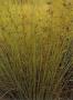 Tavi növények - Juncus inflexus  hajtott levelű békaszittyó