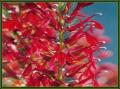 Tavi növények - Lobelia cardinalis  bíboros lobélia