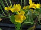 Tavi növények - Mimulus luteus bohocvirág