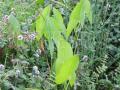 Tavi növények - Sagittaria latifolia  széleslevelű nyílfű