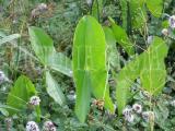 Tavi növények - Sagittaria latifolia  széleslevelű nyílfű