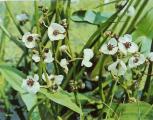 Tavi növények - Sagittaria sagittifolia  keskenylevelű nyílfű