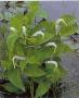 Tavi növények - Saururus cernuus amerikai gyíkfark