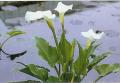 Tavi növények - Zantedeschia aethiopica fehér tölcsérvirág