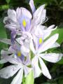Tavi növények - Eichhornia azurea   vízijácint