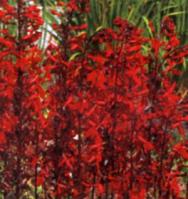Tavi növények - Lobelia fulgens Queen Victoria