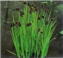 Tavi növények - Juncus ensifolius kardlevelű szittyó