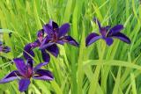 Tavi növények - iris louisiana "Black Gamecock"
