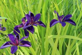 iris louisiana "Black Gamecock"