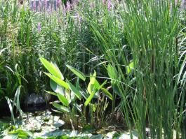 Tavi növények - Thalia dealbata  fehér vízigyömbér