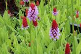 Tavi növények - Primula vialii orhideakankalin