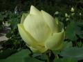 Tavirózsák - Nelumbo lutea amerikai lotos virág