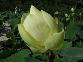 Nelumbo lutea amerikai lotos virág tavirózsa