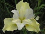 Tavi növények - Iris "Butter & Sugar"