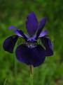 Tavi növények - Iris  `Caesar