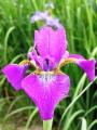 Tavi növények - Iris "Ewen"