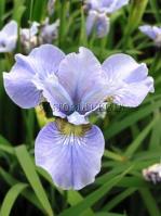 Tavi növények - Iris  `Cambridge`