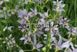 Tavi növények - Sisyrinchium angustifolium Keskenylevelű kék szemű-fű