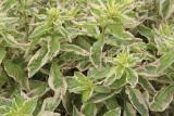 Tavi növények - Lysimachia punctata Alexander