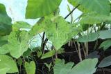 Tavi növények - Colocasia esculenta "Mojito"  Elefánt fül