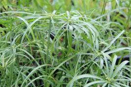 Tavi növények - Cyperus alternifolius  vízipálma