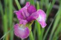 Tavi növények - Iris  “Berlin Purple Wine”