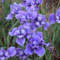 Tavi növények - Iris "Dreaming Spires"