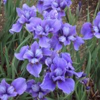 Tavi növények - Iris Dreaming Spires