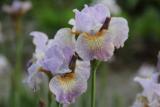 Tavi növények - Iris  “Salamander Crossing”